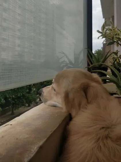 Arlo enjoying the view from his balcony. Simple routines like this provide comfort and a sense of normalcy for your pet.