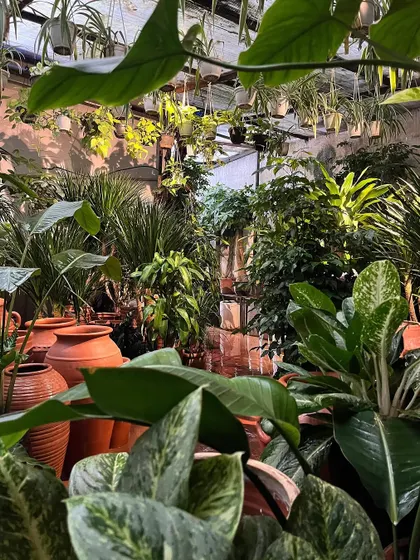 We are weekend-ready with trucks full of new plants. Our studio is overflowing with green, from large floor plants to hanging baskets and rows of terracotta pots.
