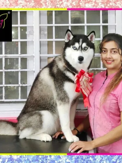 Iris the Siberian Husky is ready for her perfect picture. Her thick coat has been thoroughly brushed and de-shed, and the red bow adds a festive touch.