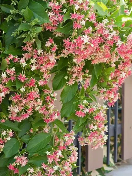 The Rangoon creeper, with its beautiful clusters of pink and white flowers, is an excellent choice for covering fences and walls. It adds both aesthetic beauty and a degree of privacy.