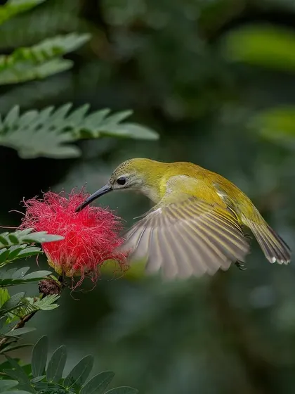 The spiderhunter's wings are a blur of motion as it feeds.