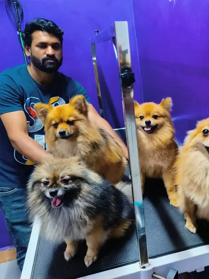 Our groomer with the whole Pomeranian crew. It was a fun and fluffy day at the salon.