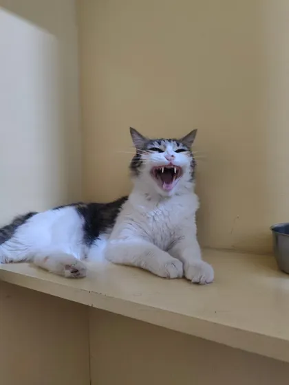 Another huge yawn from a very sleepy Laila. It is tiring being this beautiful.