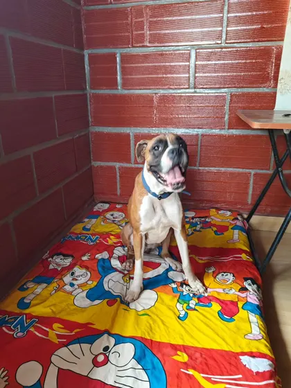 This happy Boxer has found his favorite spot on a colorful bed. I make sure there are plenty of comfy beds and spaces so every dog can claim a spot that feels like their own.