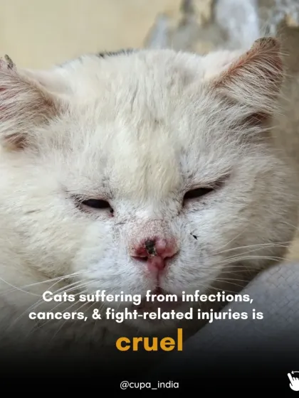 Cats suffering from infections, cancers, and fight-related injuries is cruel. Many of these issues, like tumors and wounds from territorial fights, are directly linked to them not being neutered.