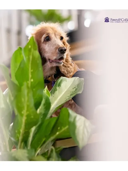 A soulful portrait of a senior cocker spaniel at the adoption event. We believe every pet, regardless of age, deserves a loving home.
