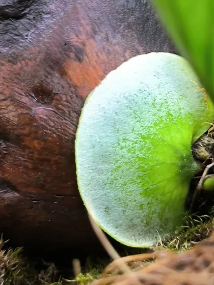 This is the most beautiful sight, a new shield frond growing on a Staghorn Fern. It shows the plant is establishing itself and happy in its home.