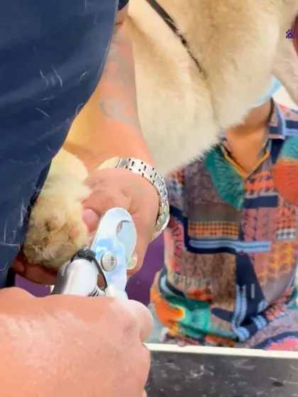 A precise nail trim in progress. Regular nail clipping is essential for a pet's posture and comfort, preventing painful overgrowth. Our groomers perform this service with care and confidence.