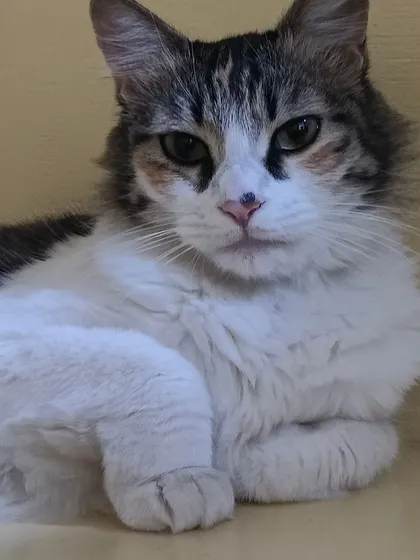 Laila tucking her paws in, a classic sign of a relaxed and contented cat.