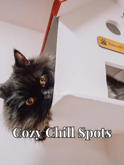 A fluffy black cat peeks out from a cozy chill spot on our activity wall, feeling safe and curious in its environment.