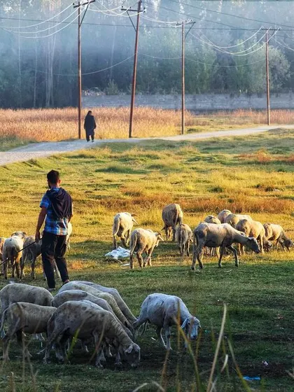 A slightly different composition of the shepherd and his flock, emphasizing the morning haze and the vastness of the valley.