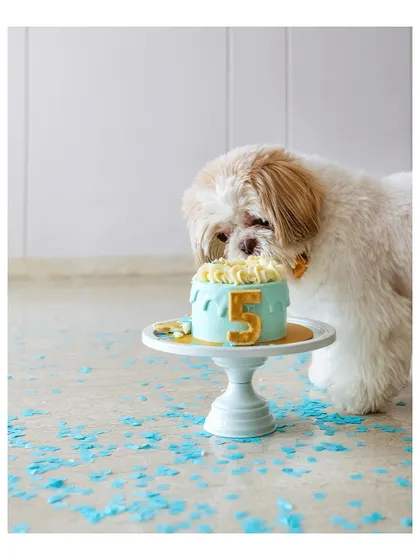 Kyro the Shih Tzu taking a moment to inspect his 5th birthday cake. The details matter, from the number "5" to the blue confetti, making the memory extra special.