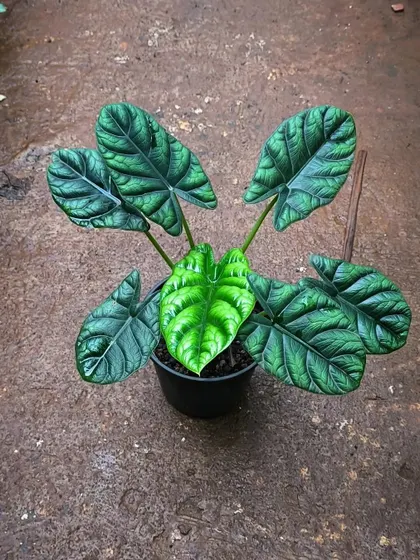 This Alocasia Sinuata is looking extra crispy and textured. The deep ridges on the leaves give it a unique, almost dragon-scale appearance.