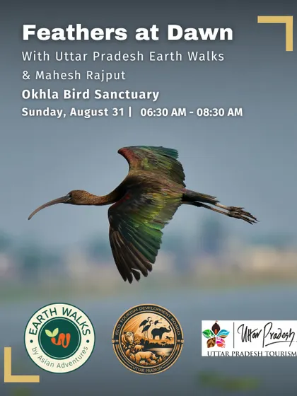A Glossy Ibis in flight, showcasing its iridescent plumage. This image from our Okhla Bird Sanctuary walk highlights the dynamic beauty of wetland birds that you can witness on our guided tours.