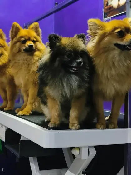 The whole gang of four Pomeranians posing for a group photo.