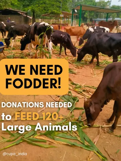 We have an urgent need for fodder to feed over 120 large animals every single day. Your donation directly contributes to keeping their bellies full and our residents healthy.