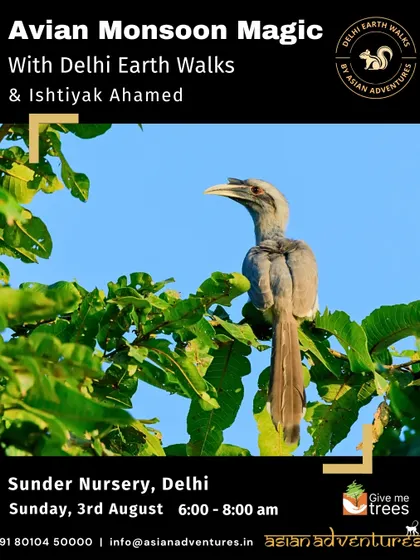 The Indian Grey Hornbill, a large and iconic bird of Delhi's wooded areas. Our "Avian Monsoon Magic" walk at Sunder Nursery offers a great opportunity to see these birds up close.