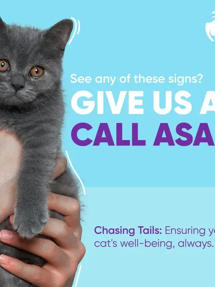 This is a simple call to action for all cat parents. If you see any concerning signs related to your cat's eyes or general well-being, please give me a call right away. Early diagnosis is key to effective treatment.