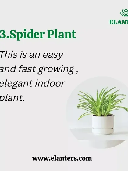 Why use artificial air purifiers when you can have natural ones? Plants like the Spider Plant are easy to care for and are excellent at cleaning the air in your home.