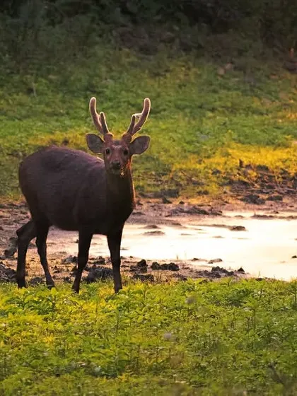 The golden light of sunset hit just right as this Sambar deer paused by a stream. Wildlife photography is about being present and ready for these quiet, magical encounters in nature.