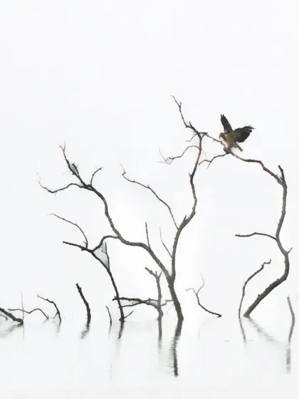 In the Sundarbans, where land and water meet, a lone bird perches on a skeletal tree. I use high-key and minimalist compositions like this to create a sense of poetry and space, showing that the beauty of wildlife is not just in the animal itself, but in its relationship with the environment.