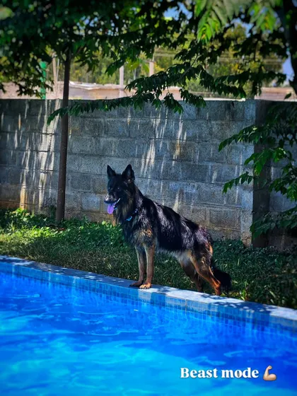 Beast mode on. Duggu is ready for a swim. I encourage activities that fulfill a dog's natural instincts and provide both physical and mental exercise.