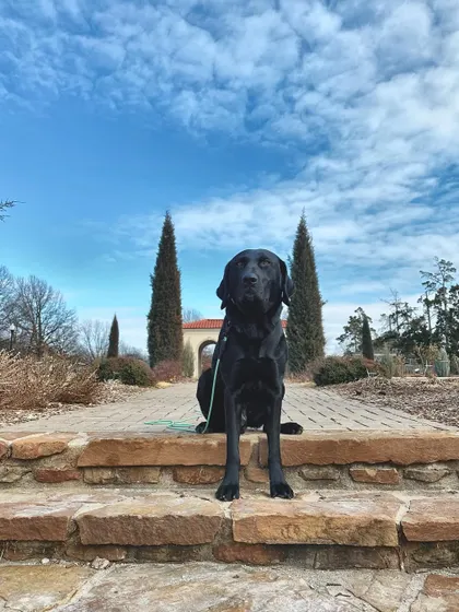 Here is Roscoe again, looking calm and confident after his training. Learning to be neutral and relaxed in new places is a key part of my program.