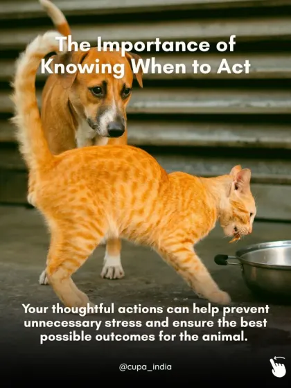 It is important to know when to act. Not every animal needs "rescuing." This guide helps you assess a situation and ensure your actions are helpful, not stressful, for the animal.