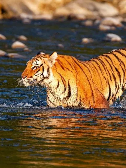 A magnificent tigress, daughter of the famous Paro of Corbett, confidently crosses the Ramganga river. This photograph, taken by my daughter-in-law Radhika on a family trip, shows the bold spirit of the tigers in this legendary park.
