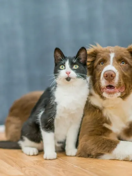 Boost your pet's brainpower with mental enrichment. Hiding our treats in puzzle toys or using them for scent games keeps their minds sharp and boredom at bay.