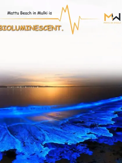 The mesmerizing glow of the bioluminescent beach in Mulki. I plan night visits for teams to witness this incredible natural phenomenon.