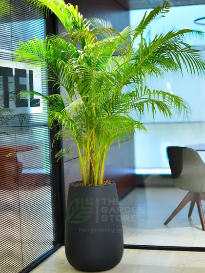 A lush Areca Palm stands guard by a meeting room, adding a touch of the tropics to a professional setting. Placed in a sleek, dark planter, it demonstrates how I use plants to soften modern architectural lines and create a more welcoming feel in corporate interiors.