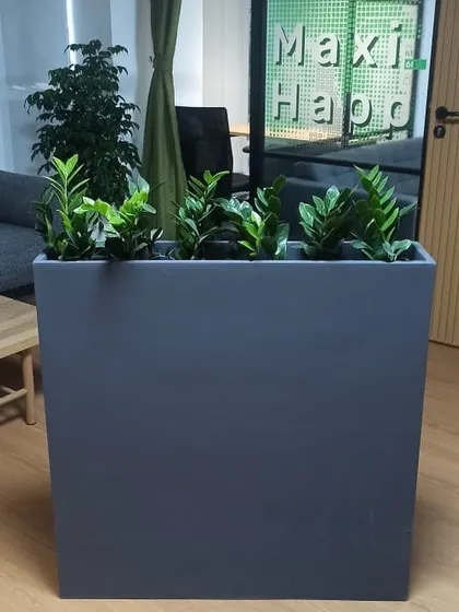 This large, rectangular planter serves as a natural divider in an open-plan office. Filled with hardy ZZ plants, it adds privacy and greenery to the space while requiring minimal care.