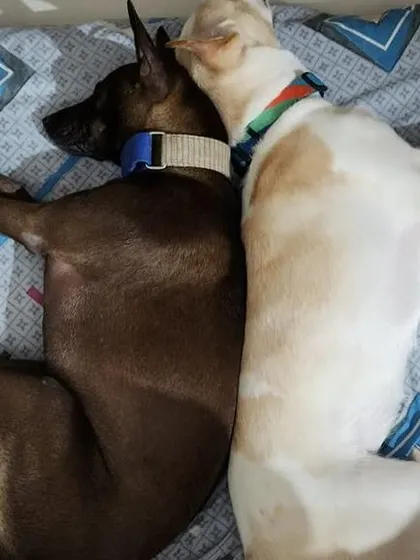 Sisterly love. Bella and Coffee cuddling in bed.