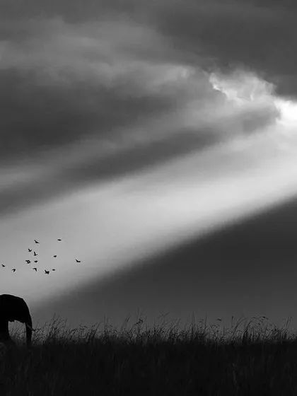 A lone elephant walks under a single ray of hope. This black and white conversion enhances the dramatic light and creates a timeless, emotional image of this gentle giant.
