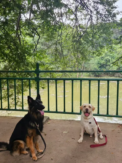 Two happy dogs, Tiger and Duggu, enjoying a quiet moment by the water at Cubbon Park. This is the result of consistent training and proper socialization.