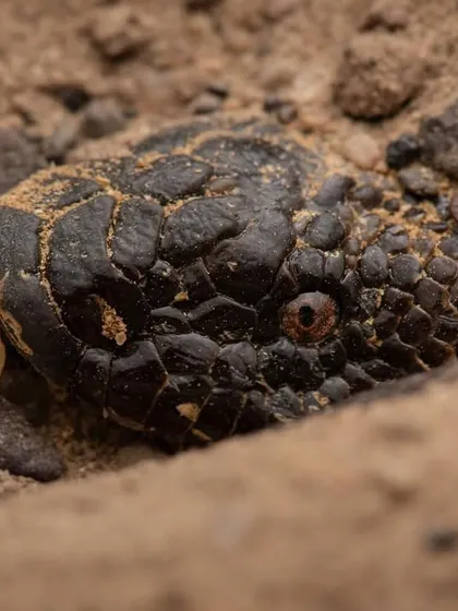 An Indian Sand Boa lies in ambush, buried in the sand with only its head exposed. This is my first time documenting this behavior, showing how these snakes hunt by waiting for prey to come to them.