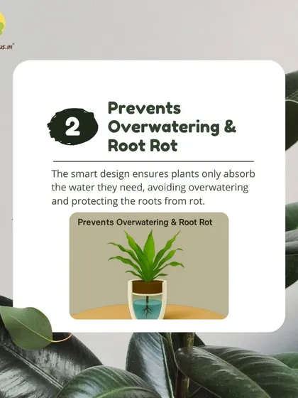 The number one killer of houseplants is overwatering. Our system prevents this by allowing the plant's roots to draw water up as needed, which protects them from root rot.