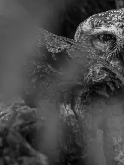 A Spotted Owlet peeking from behind a tree, captured in monochrome. The black and white processing adds a sense of mystery and focuses on the intensity of its eye.