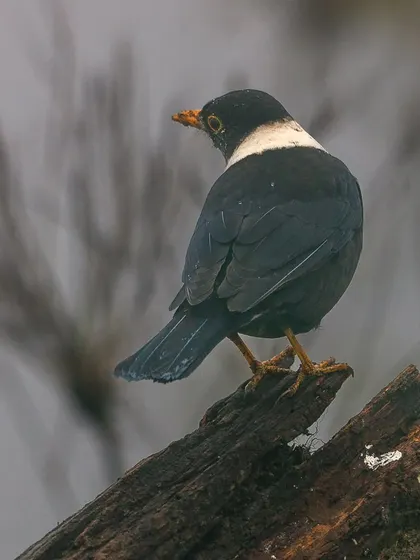 A White-collared Blackbird seen on a foggy morning. Even in the low light, its striking white collar stands out against its dark body.