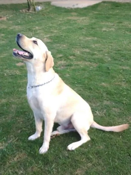 A beautiful Labrador sits attentively on the grass, enjoying a peaceful moment at our pet resort.