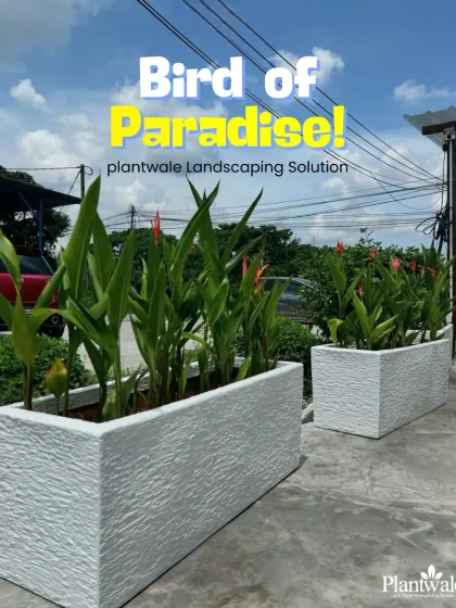 A close-up of the Bird of Paradise plants. Their unique flowers and lush leaves are perfect for creating a resort-like feel in commercial outdoor settings.