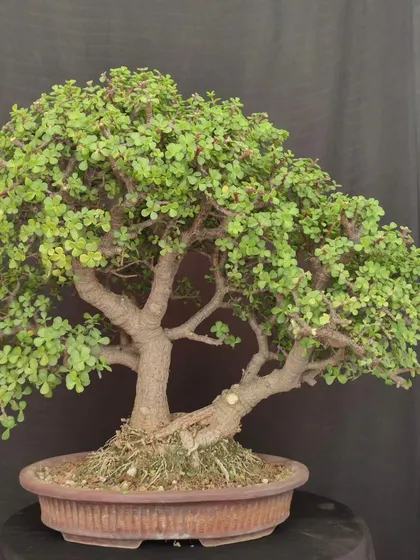 A beautiful Jade bonsai with a well-proportioned trunk and canopy. It's a classic example of the species, perfect for any bonsai lover.