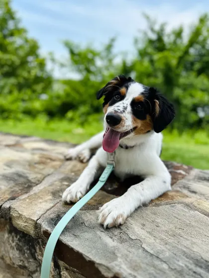 Jude, an Aussie mix graduate, enjoying a beautiful day at the park. Our training focuses on making dogs manageable and fun to be around in any setting.