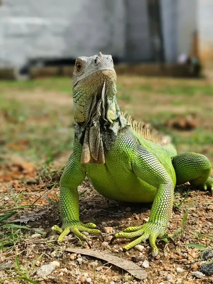 This guy loved sunbathing in the yard. We made sure he had a safe and warm spot.