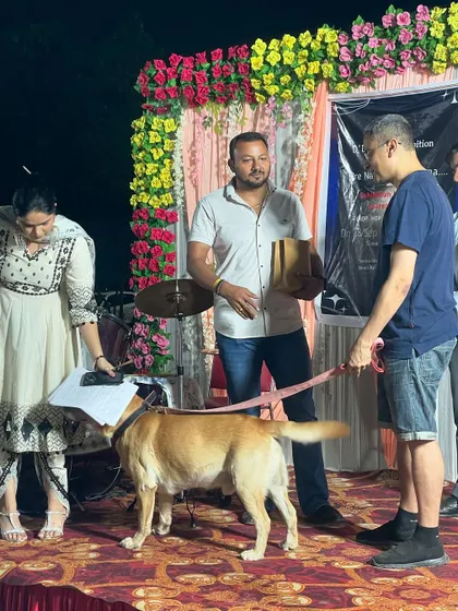 Interacting with one of the participants, a lovely Labrador, on stage. Assessing a dog's temperament and training in a new, busy environment is a key part of judging.