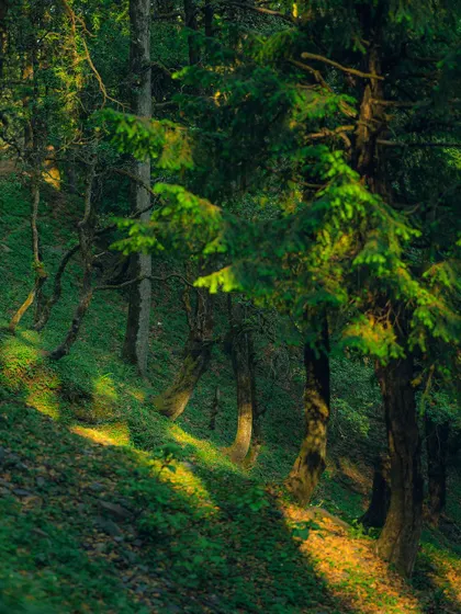 Patches of sunlight on the forest floor. The edit creates a high-contrast, dramatic look with deep greens and bright highlights.