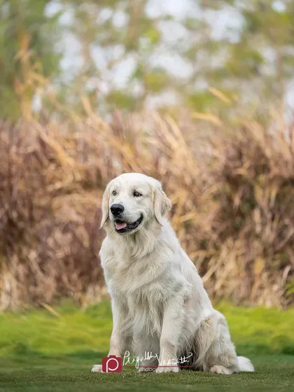 Idly the Golden Retriever, looking serene and happy. The natural lighting of an outdoor setting is incredibly flattering for light-colored dogs.