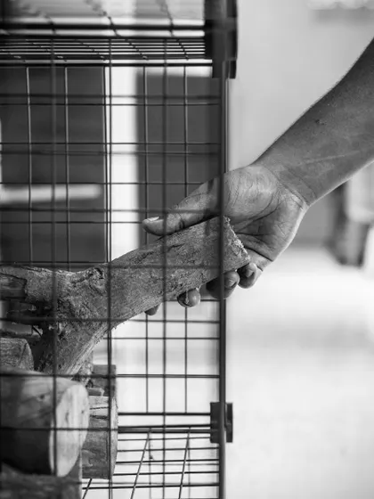 Getting the kitchen ready. A hand reaches for a log of wood, ready to fuel the oven. Using real wood is essential for achieving the high heat and smoky flavor of authentic Neapolitan pizza.