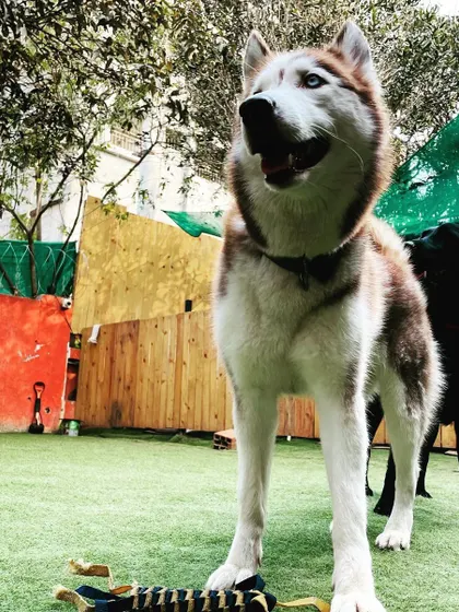 This majestic Husky is standing tall in our play yard. It's a great environment for larger breeds to stretch their legs and get the exercise they need.